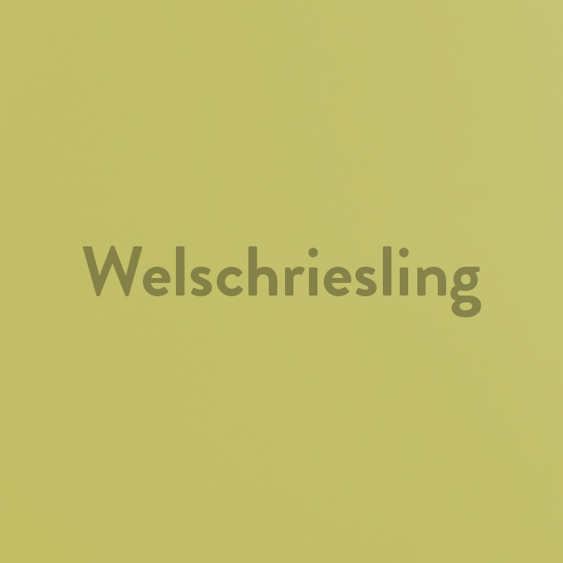 Welschriesling